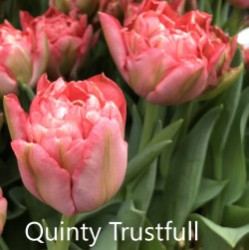 Quinty-Trustfull