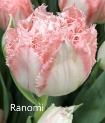 Ranomi