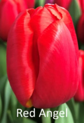 Red-Angel