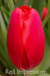 Red-Impression