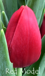 Red-Model