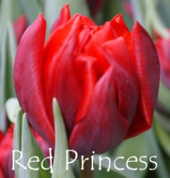 Red Princess
