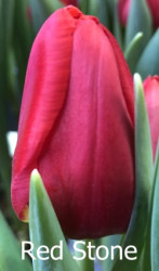 Red-Stone