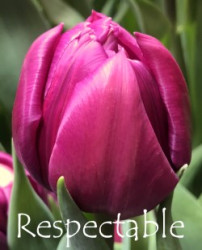 Respectable