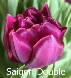 Saigon-Double