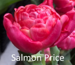 Salmon-Price