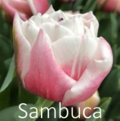 Sambuca