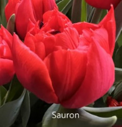 Sauron