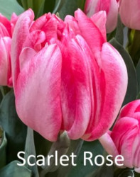 Scarlet-Rose