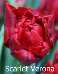 Scarlet Verona