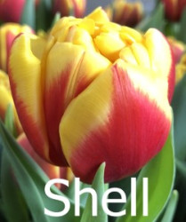 Shell