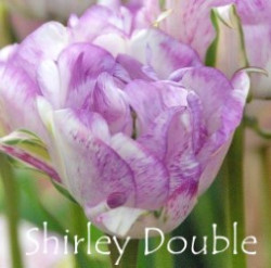 Shirley-Double
