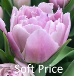 Soft-Price