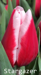 Stargazer
