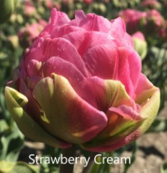 Strawberry-Cream