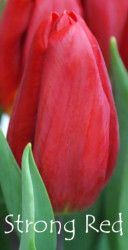 Strong Red