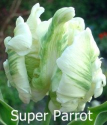 Super-Parrot