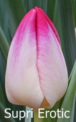 Supri-Erotic