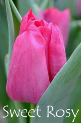 Sweet-Rosy
