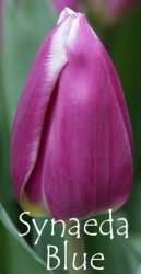 Synaeda Blue
