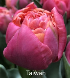 Taiwan