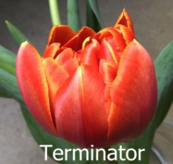 Terminator