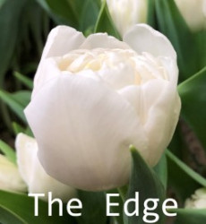 The-Edge