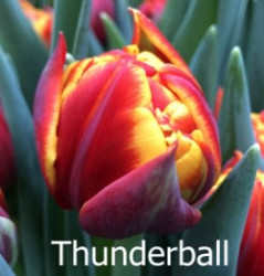 Thunderball