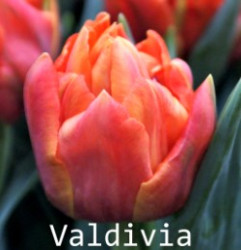 Valdivia