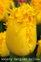 Valery-Gergiev-Yellow
