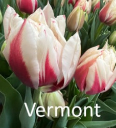 Vermont