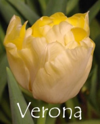 Verona