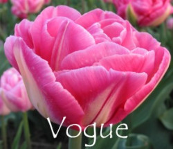 Voque