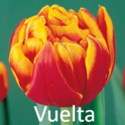 Vuelta-AMS