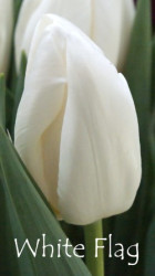 White Flag