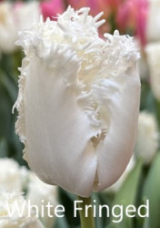 White-Fringed