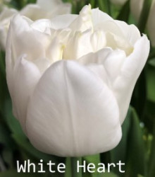 White-Heart