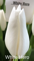 White-Hero