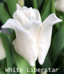 White-Liberstar