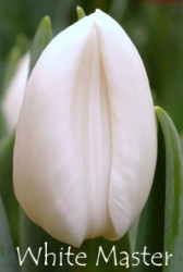 White-Master