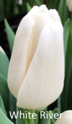 White-River
