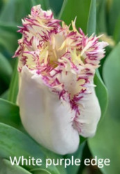 White-purple-edge