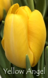 Yellow-Angel
