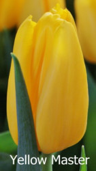 Yellow Master