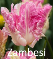 Zambesi