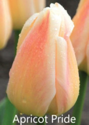 Pride Apricot