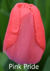 Pride Pink