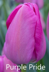 Pride Purple