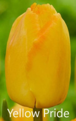 Pride Yellow